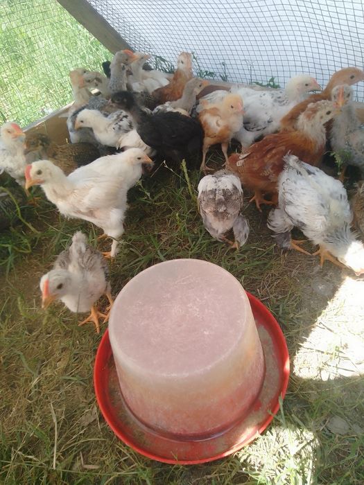 Pui de găină de țară și pui austrolop