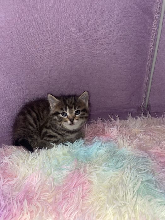 Продам шотландских котят