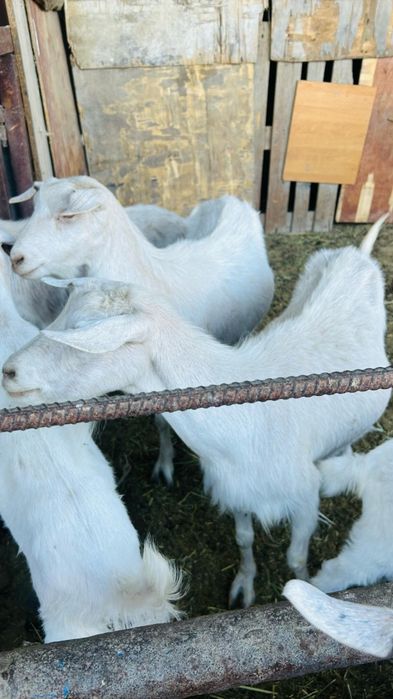 Сауынды ешкілер лағымен