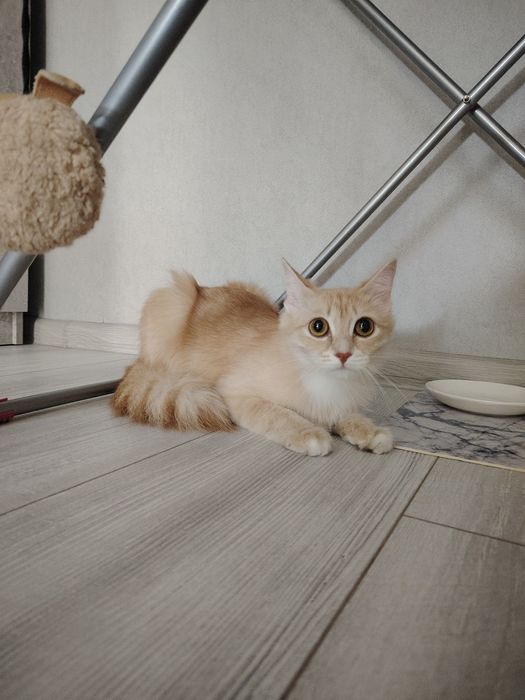 Пристраивается молоденькая кошечка