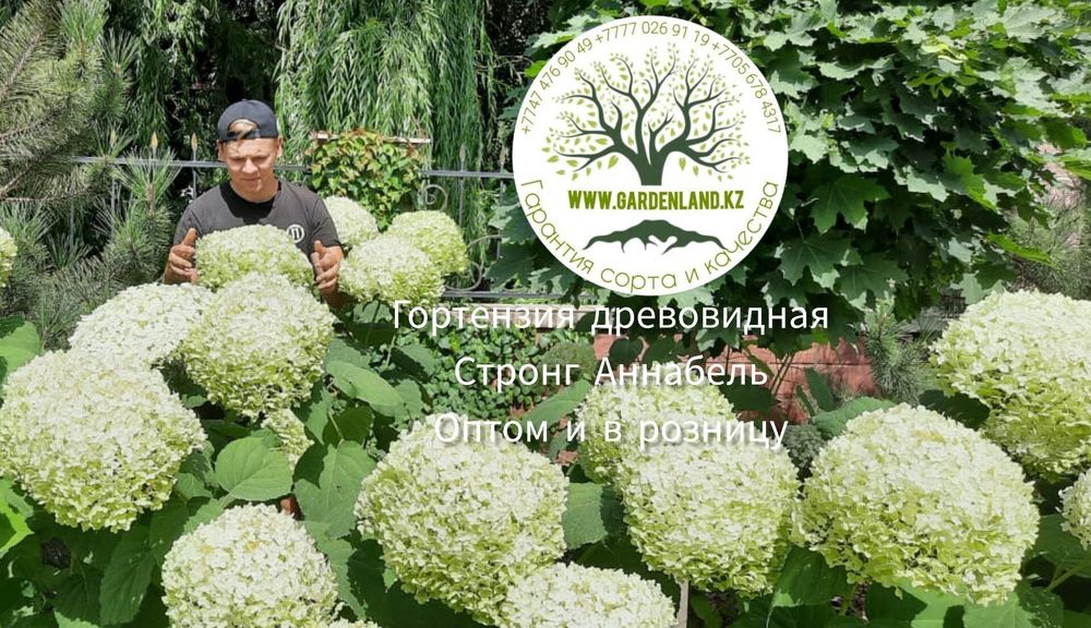 Гортензия древовидная - новинки . В наличии 5 сортов .