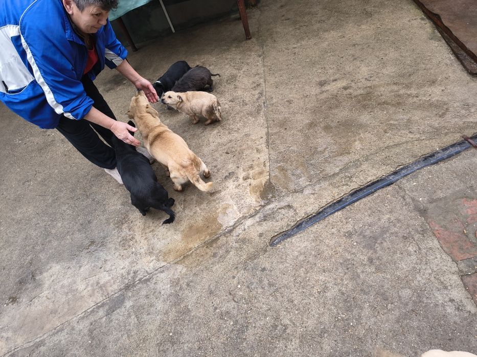 Donez pui de catel talie mica