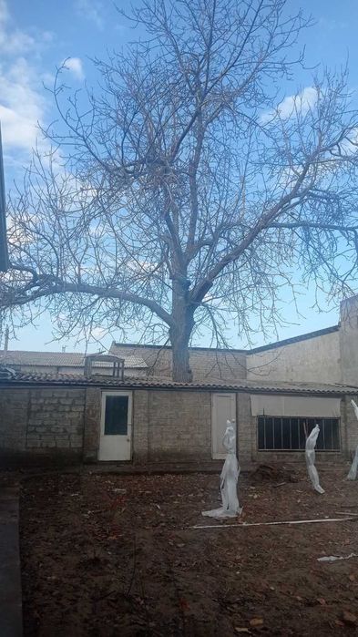 Ўтин (ёнғоқ ва ўрик)