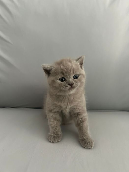 British shorthair