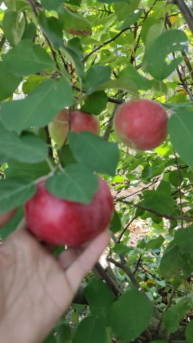 Срочная продажа дома