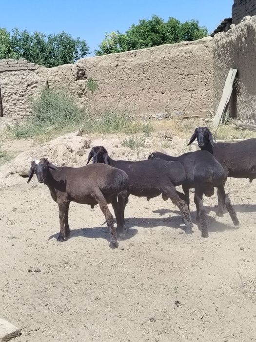 Qo'chqorlar sotiladi yaxwi narxlarda