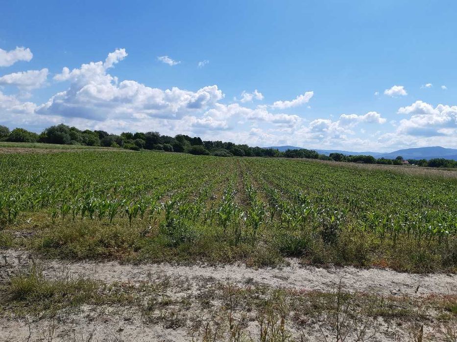 Teren agricol extravilan Podu Oltului la limita UAT Harman si UAT Prejmer (Lunca Calnicului) 2 euro mp