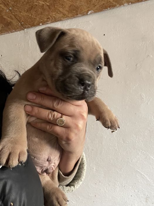 Американский булли