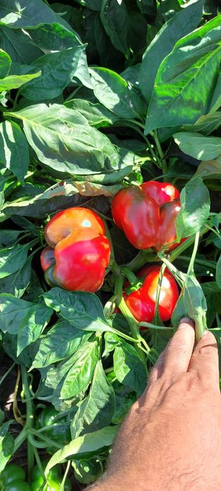 Bihar si Meteorit de vânzare F1 ,Luciu ialomita