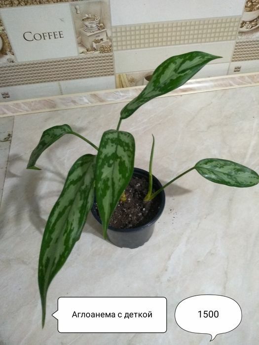 Продам комнатные цветы