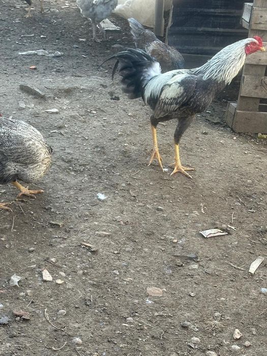 Дәкен қораз сатылады