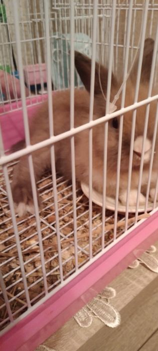 Продам кролика с клеткой