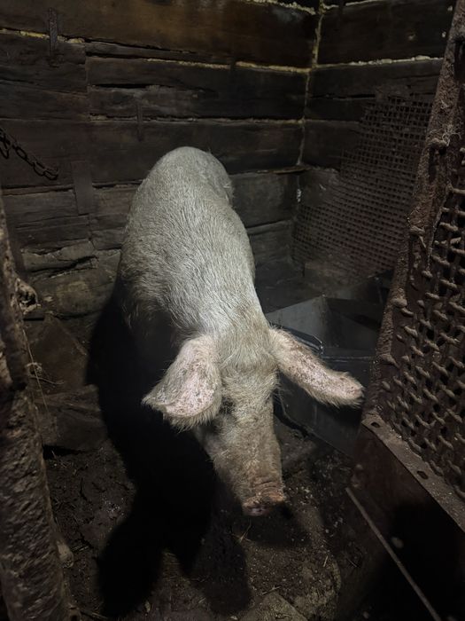 Продам хорошую свиноматку