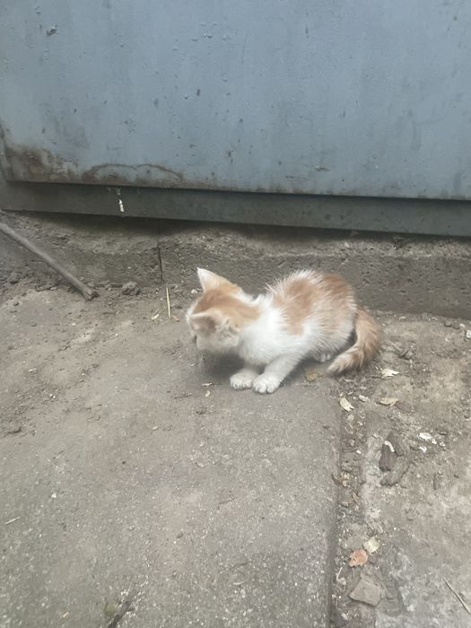 Trei ghemotoace de aproape două luni își caută omul în București!