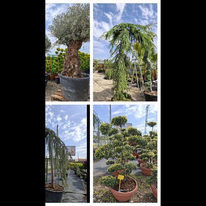 Vând plante ornamentale