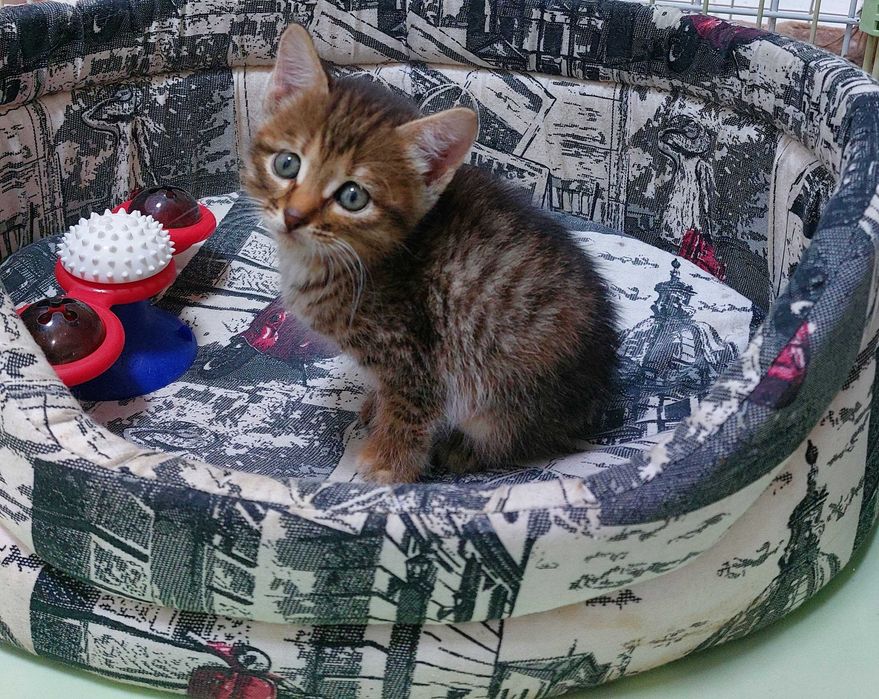 Симпатичная кошечка девочка