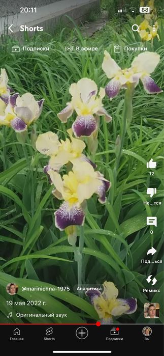 Ирисы многолетники