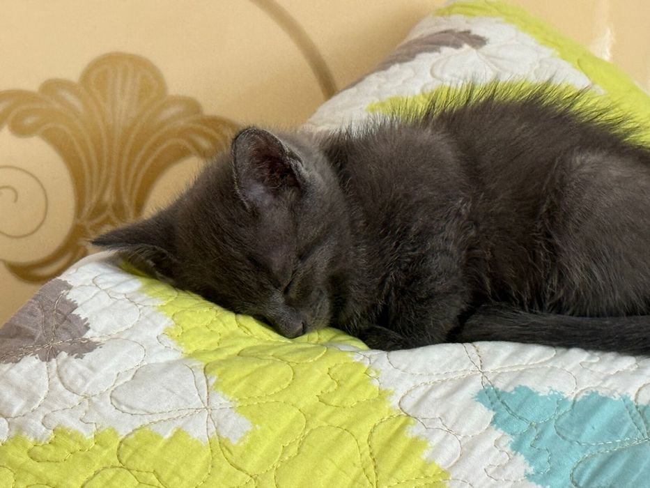 Отдается котенок в добрые руки