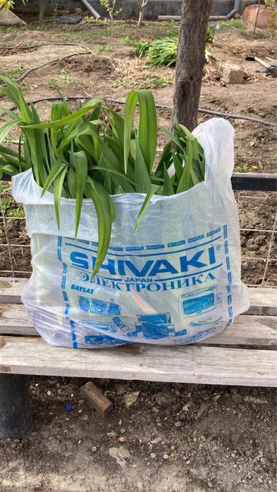 Ирис растение сатамын