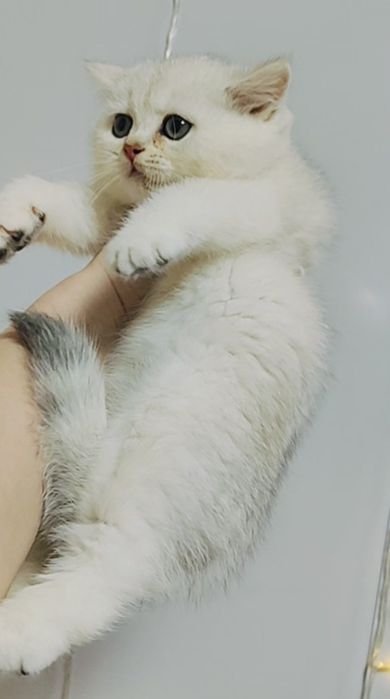 Котята Снежные Шиншиллы Алматы