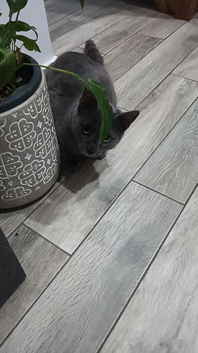 Donez pui de pisică