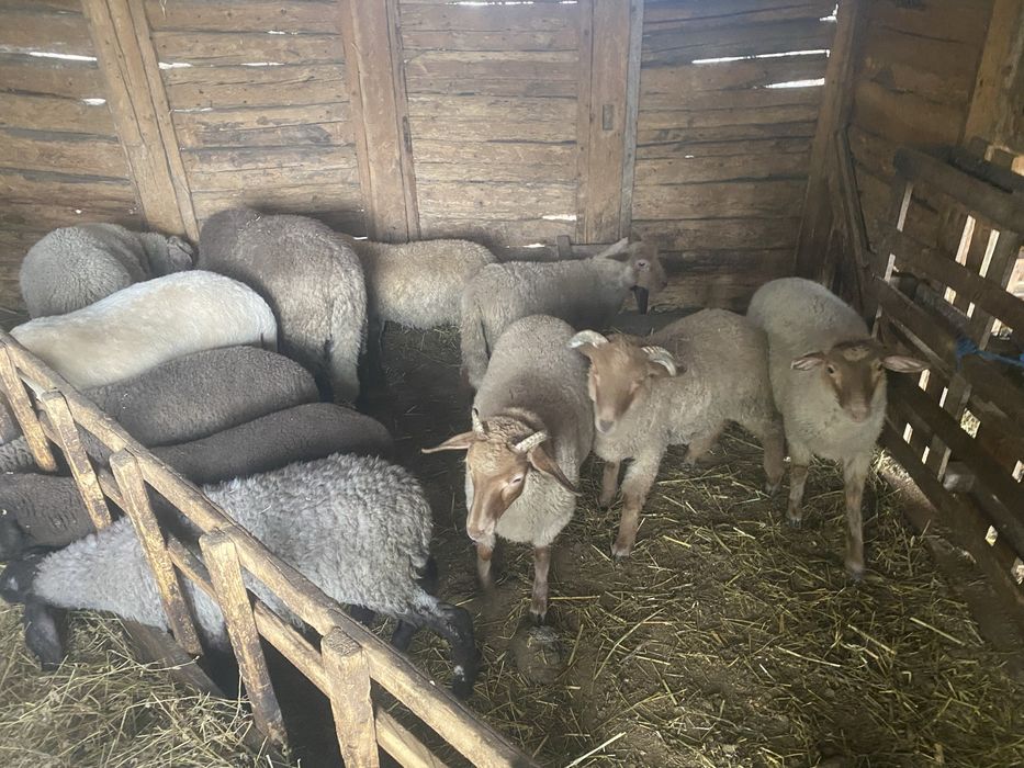Miei de vanzare
