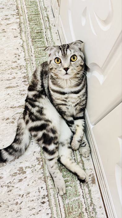 Кот породы скоттиш фолд
