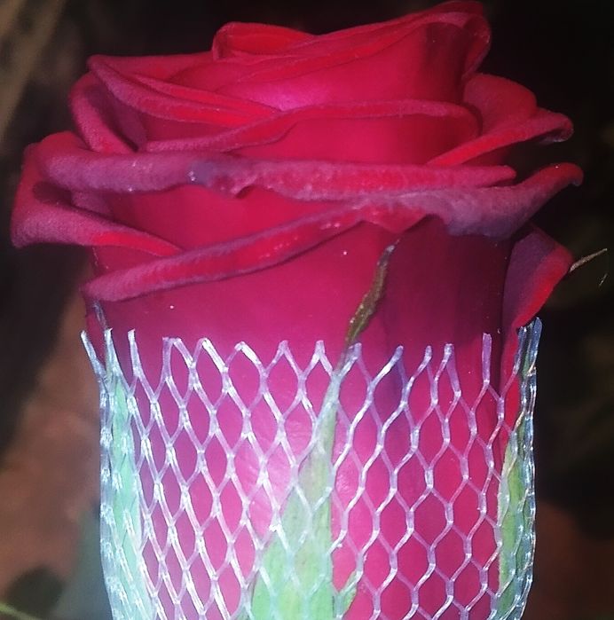 Atirgul ko'chatlari