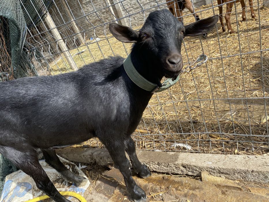 Vand sau schimb Murciano