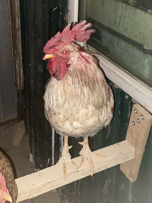 Продам двух петухов срочно