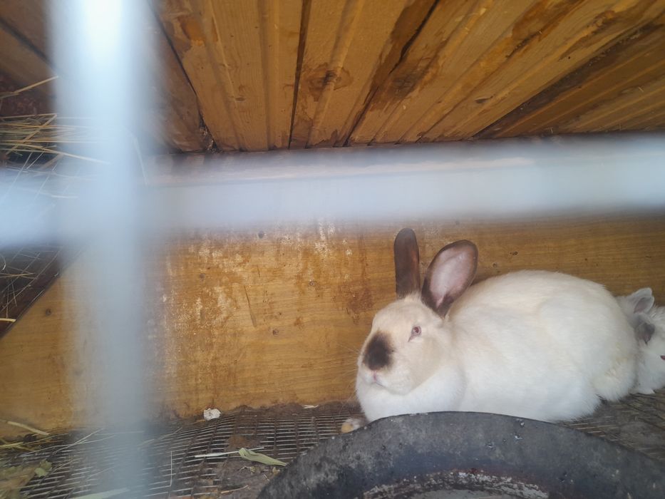 Вислоухие крольчата и крольчиха