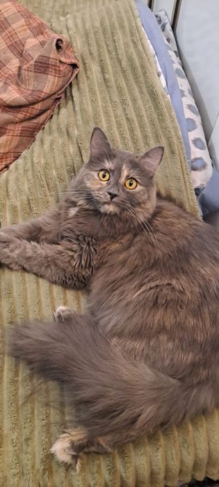 Молоденькая кошечка Бэлла в добрые руки