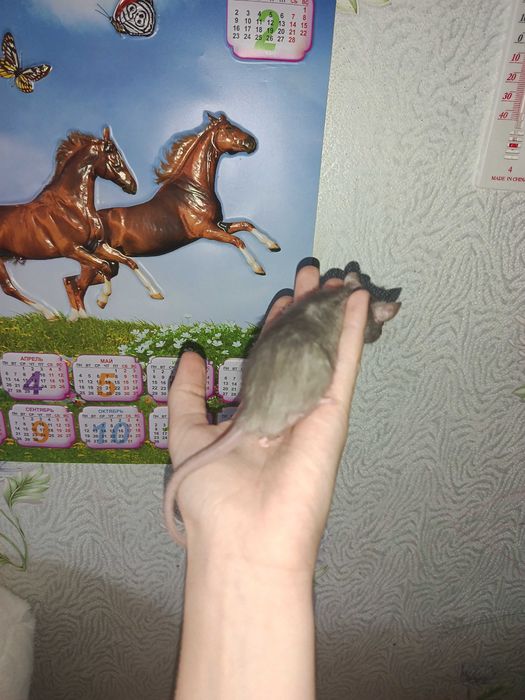 Продам декларативных крысят