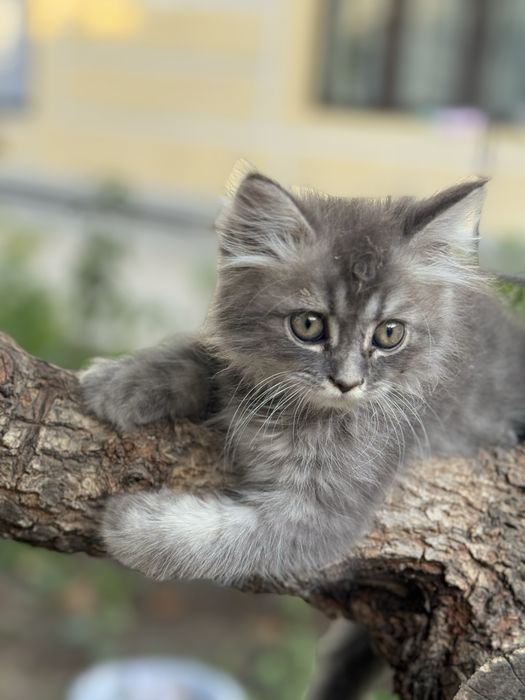 Кошка: шиншилла