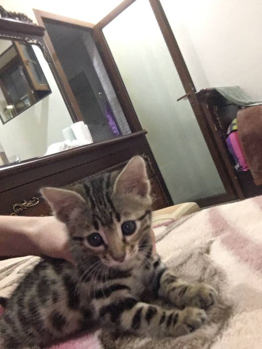 Begaliski toza zot sotiladi