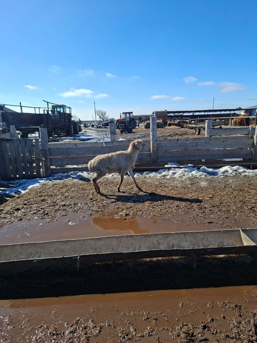 СРОЧНО продам арашанку