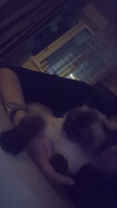 Вязка  бесплатно