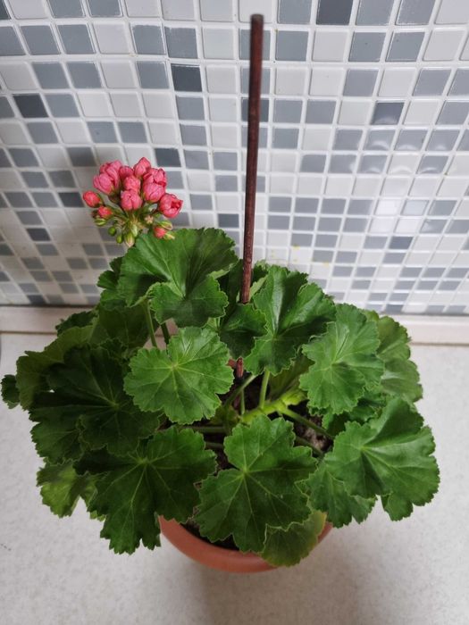 Продам пеларгонию