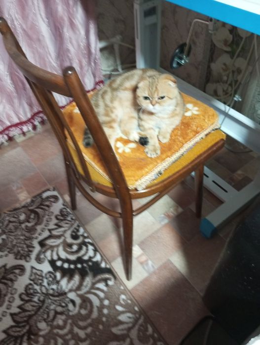 кошечка вислаушка