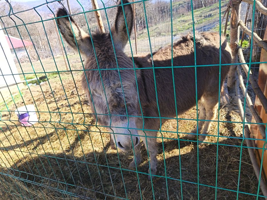 Magar de vanzare pret 10 milioane pret negociabil