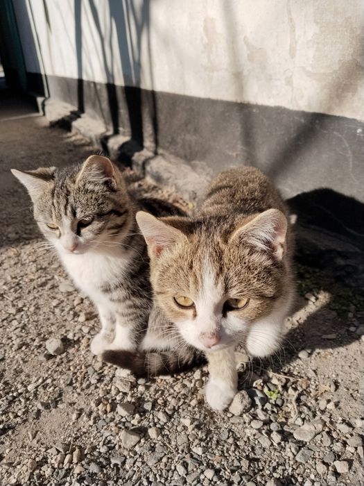 Отдам в хорошие руки