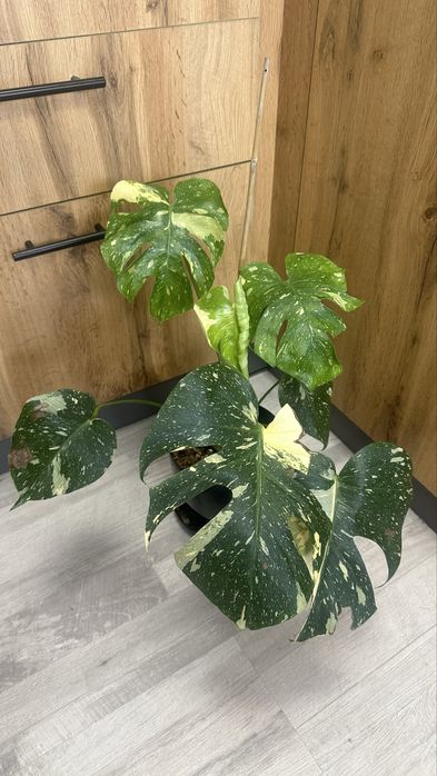 Монстера Альба и Тайское созвездие