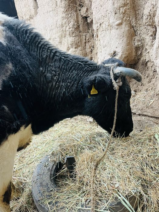 Сиыр сатылады бағасы : 600.000тг