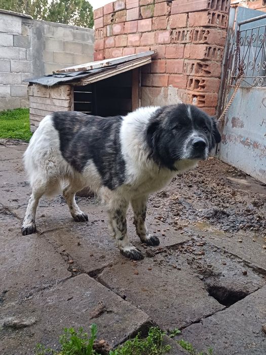 Каракачанки мъжко и женско