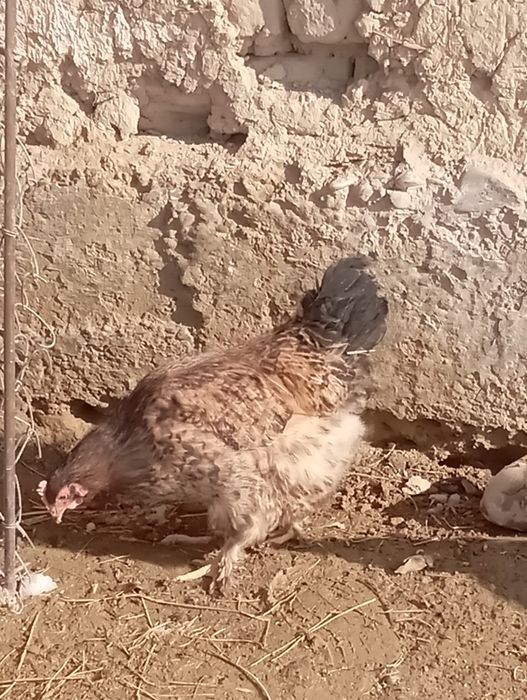 Простой мекендер