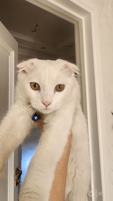 Scottish fold 6 oylik. Oʻgʻil bola..