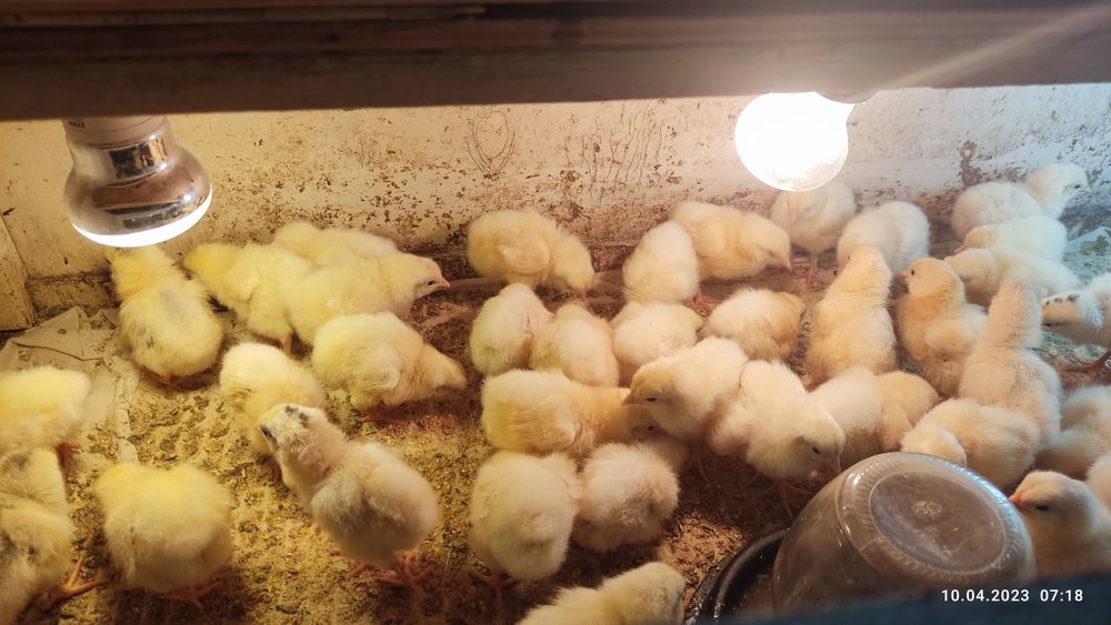 Инкубатор хизмати