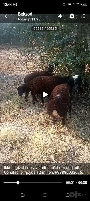 Ikkta egizchi qoʻy va bitta qoʻchqor sotiladi.