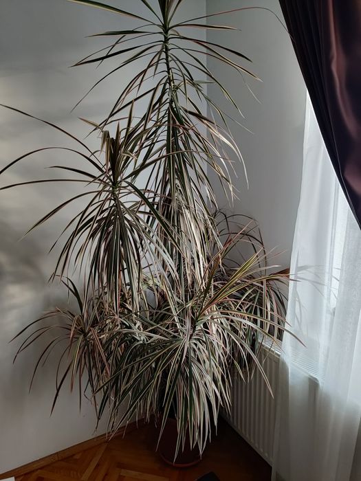 Vand planta exotica Dracena