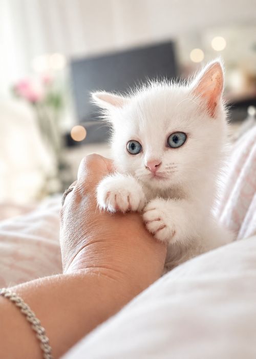 Продам Шотландских котят